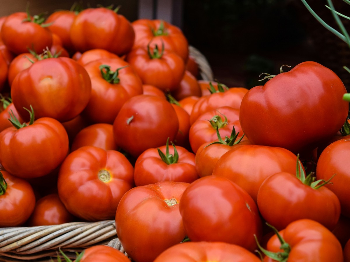 Quality food distribution — tomatoes photo